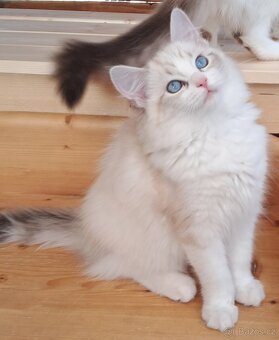 Kočičky ragdoll s PP - 4