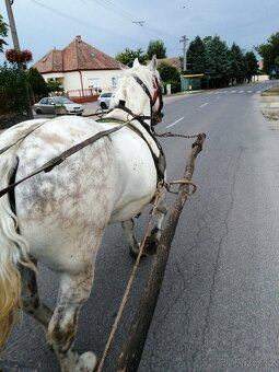 Percheron na predaj - 4