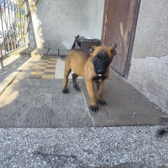 Belgický ovčák Malinois - 4