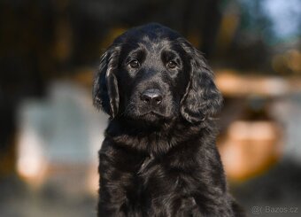 FLAT coated retriever -Černí kluci ť s PP - 4