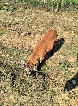 Kamerunské ovce - 4