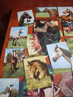 Pohlednice koní, 62ks - 4