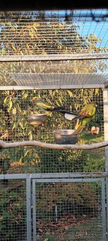 Papoušek horský modrý - 4