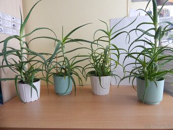 Pokojové rostliny Aloe vera pravá - 3 - 5let - 4