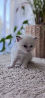 Ragdoll koťata - 4