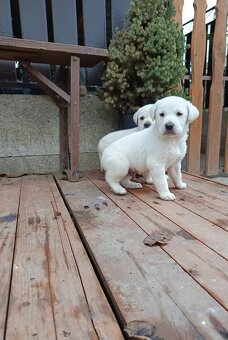 Labradorský retrívr ❤️❤️ - 4