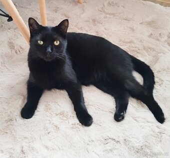 Kostík k adopci - 4