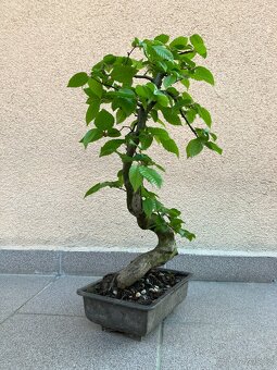 Bonsai, Bonsaj, jamadori, habr - 4