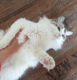 Kocourek ragdoll s PP - 4