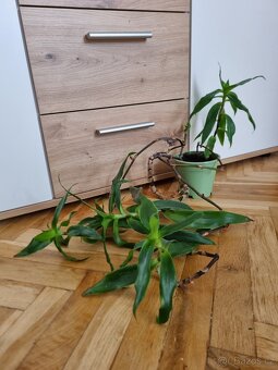 Migrenovnik, rymovnik, kalisie - 4