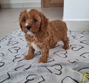 Cavapoo - 4