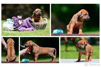 Rhodéský ridgeback - štěňátka k rezervaci 💙 - 4