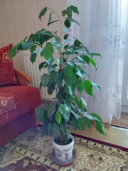 Fíkovník drobnolistý (Ficus Benjamina) - 4