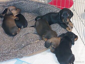 Jezevčík hladkosrstý trpasličí - 4