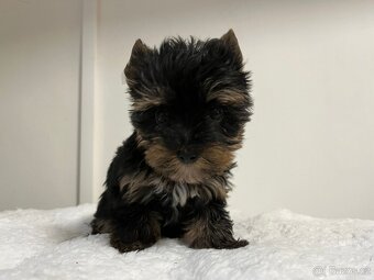 Jorkširský teriér - 4