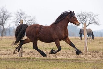 Připouštění welsh cob - 4