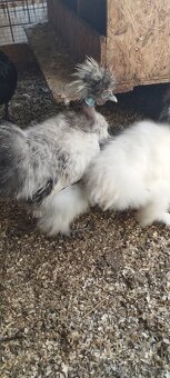 Leghorn, vlaska exchequer a hedvabnicka - 4