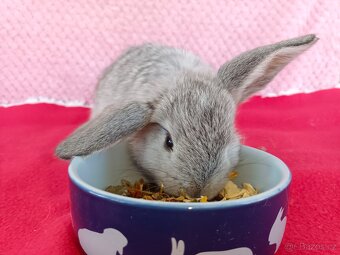 Zakrslý beránek - 4