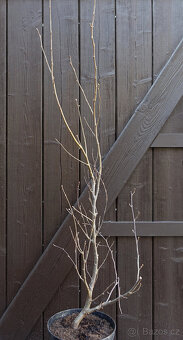 Habr obecný "Aureovariegata" 100cm - 4