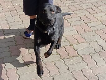 ÁRON K ADOPCI - přátelský akční parťák - 4