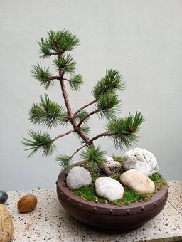Borovice osinatá (Pinus aristata) bonsai - 4