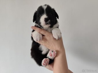 Border kolia-Border collie - 4