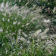 VOUSATEC ♥ PENNISETUM ♥ DOCHAN PSÁRKOVITÝ - 4