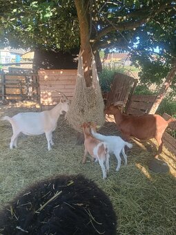 Letošní kůzlata - 4