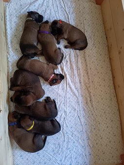 Belgický ovčák Malinois štěňata - 4