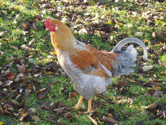 Krásný chovný kohout - 4