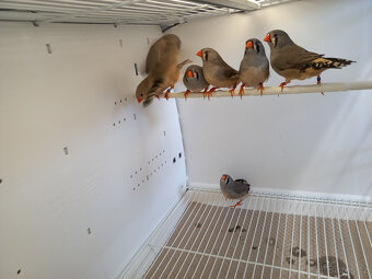 zebřička pestrá - 4