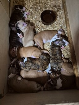 Americký stafordšírský teriér - 4