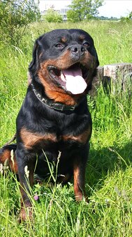 Rotvajler, rottweiler, RTW s PP - 4