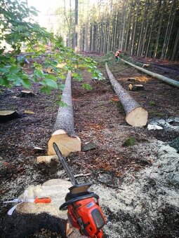 Zahrada,stromy, keře,dřevo - 4