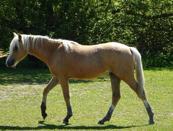 Prodám klisnu welsh pony, sekce B. - 4
