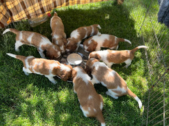 welsh springer spaniel šteniatka - 4