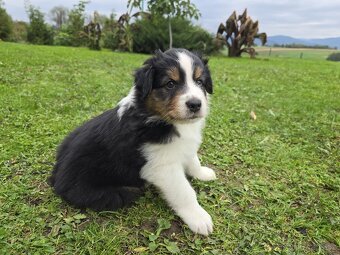 Australský ovčák -štěňátko Black Tri s krátkým ocáskem z FCI - 4