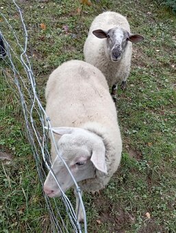 Prodám ovečky východofríské a berana Zwartbles - 4