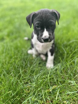 Stafordšírský bulteriér - 4