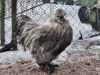 Hedvábnička velká - 4