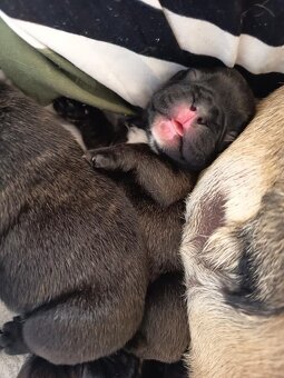 Francouzský buldoček štěňata - 4