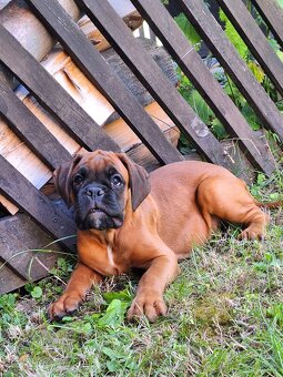 Německý boxer štěně s PP - Moravia Dog Club - 4