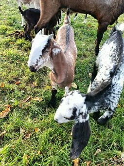 Prodám kůzlata - 4