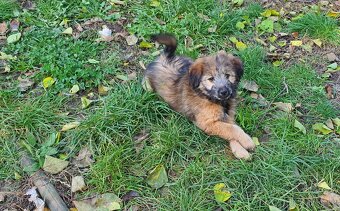stene krizenec borderkolie × bretansky ohar/holandsky pinc - 4