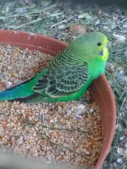 ANDULKA VLNKOVANÁ - 4