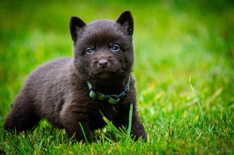 Australská kelpie - 4