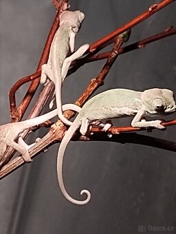 Chameleon Jemenský - 4