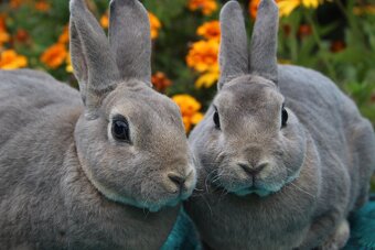 Zakrslý REX divoce modrý samička s PP - 4