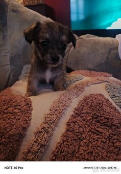 Prodám štěňata - 4