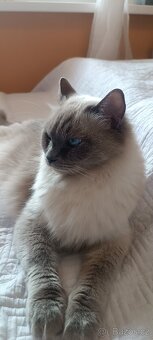 Ragdoll kotatka - 4